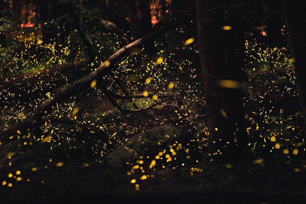 Fireflies Emit Light Similar to Lasers