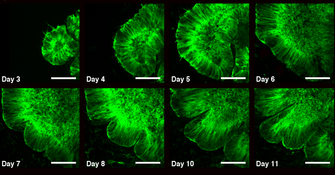Fluorescence images show the development of an organoid over days 3-11, in which the emergence of wrinkles is clearly seen