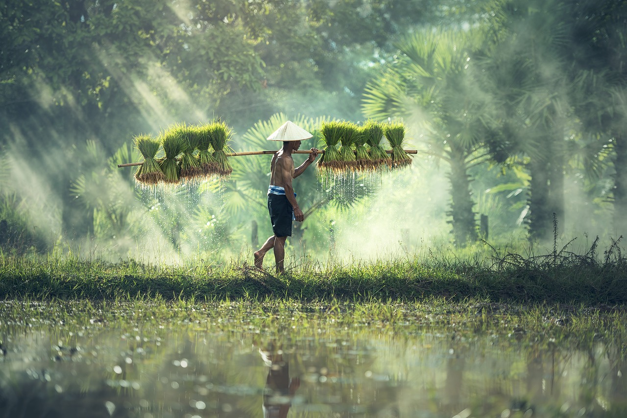 Scientists Explore Wild Rice Varieties for Useful Genes