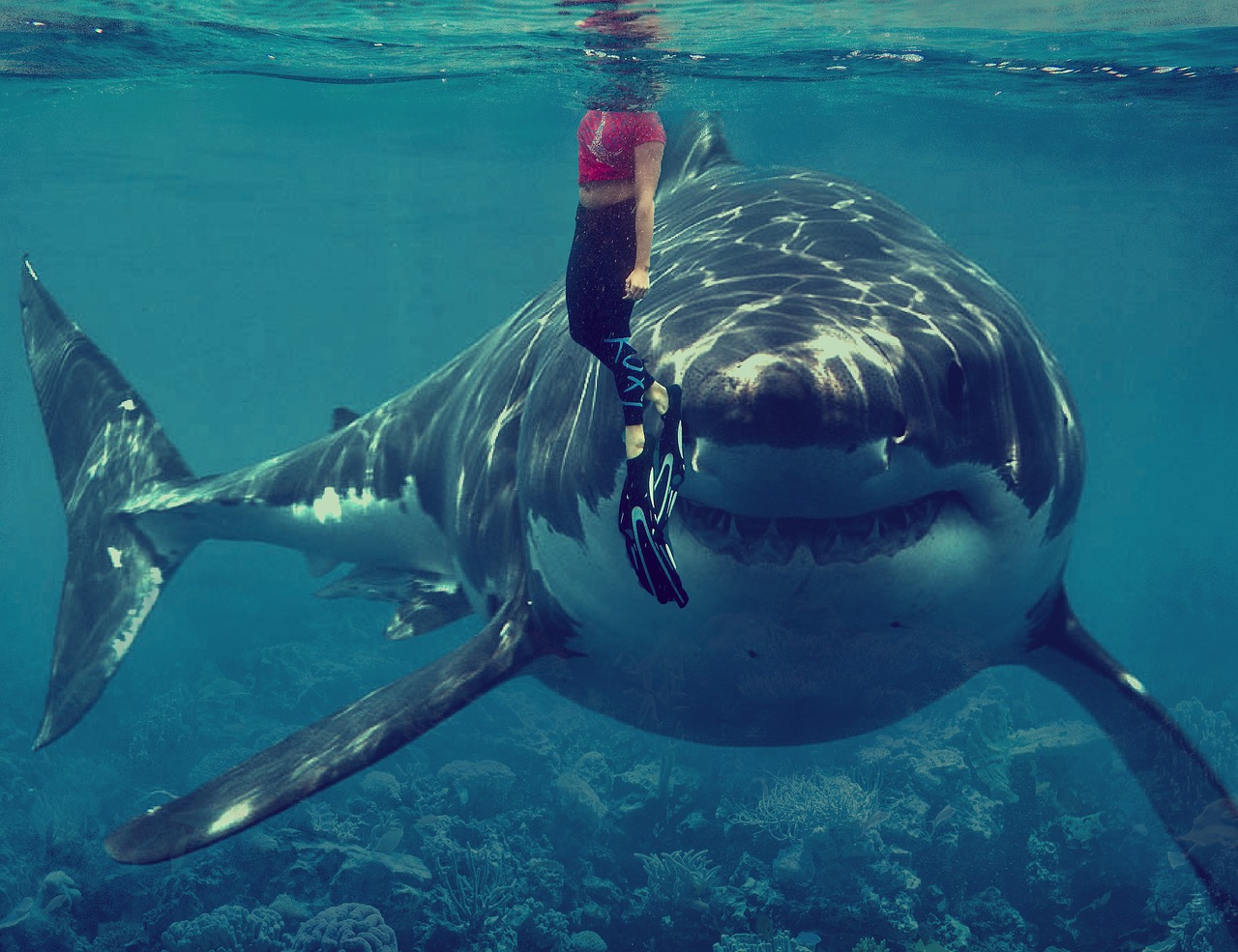 Swimming with Sharks The Daring Discoveries of Eugenie Clark