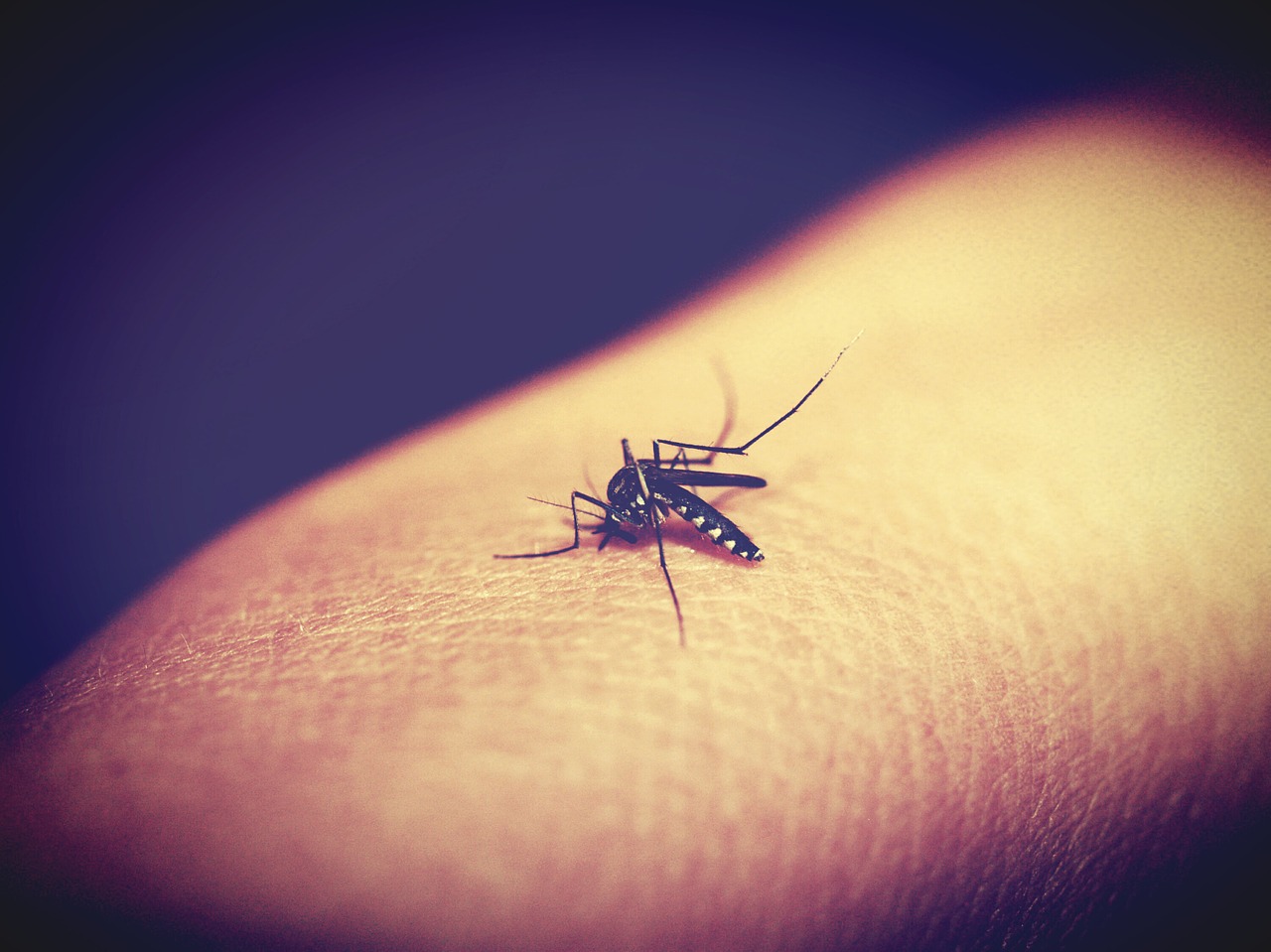 The Fever How Malaria Has Ruled Humankind for 500,000 Years