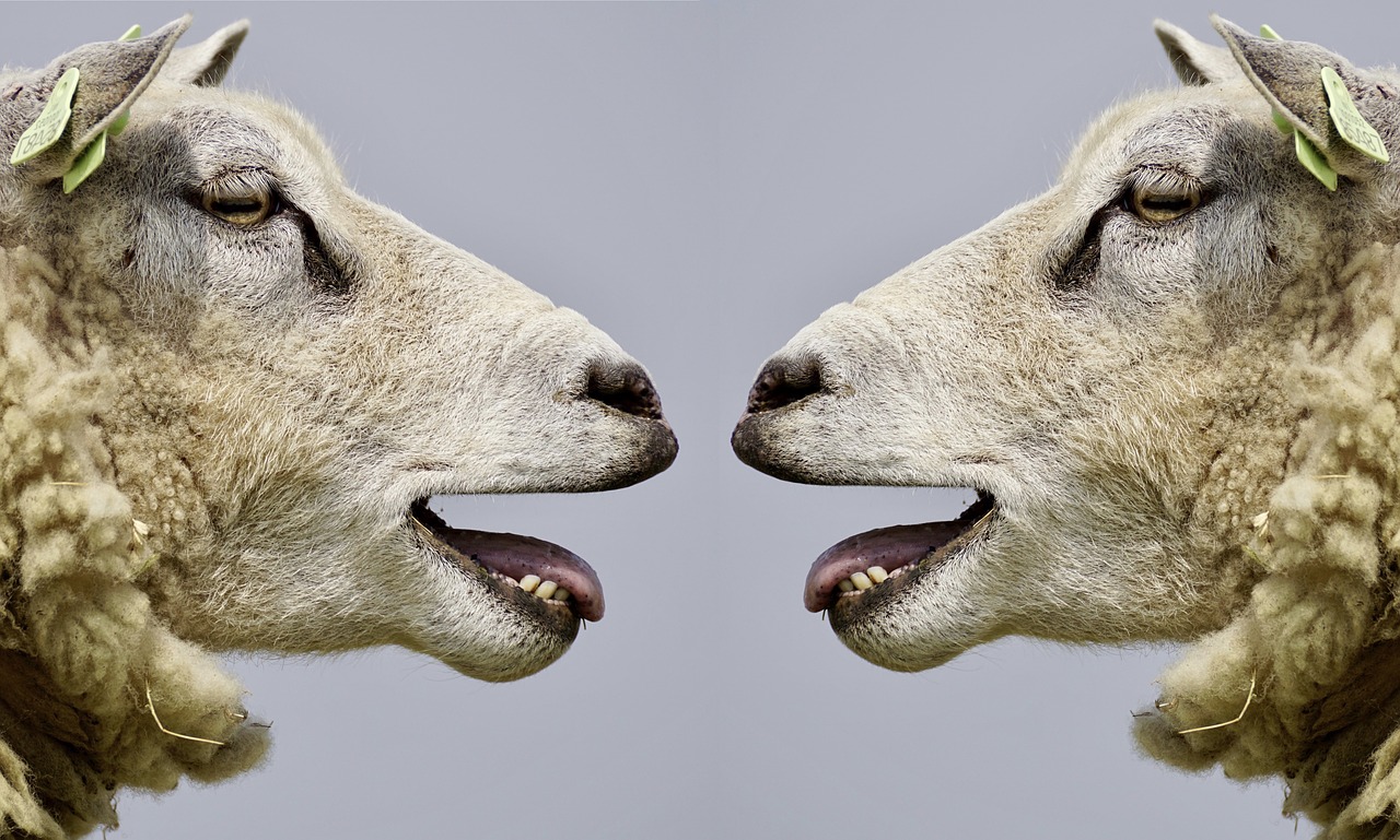 World's first human-sheep hybrids pave way for diabetes cure and mass organ transplants