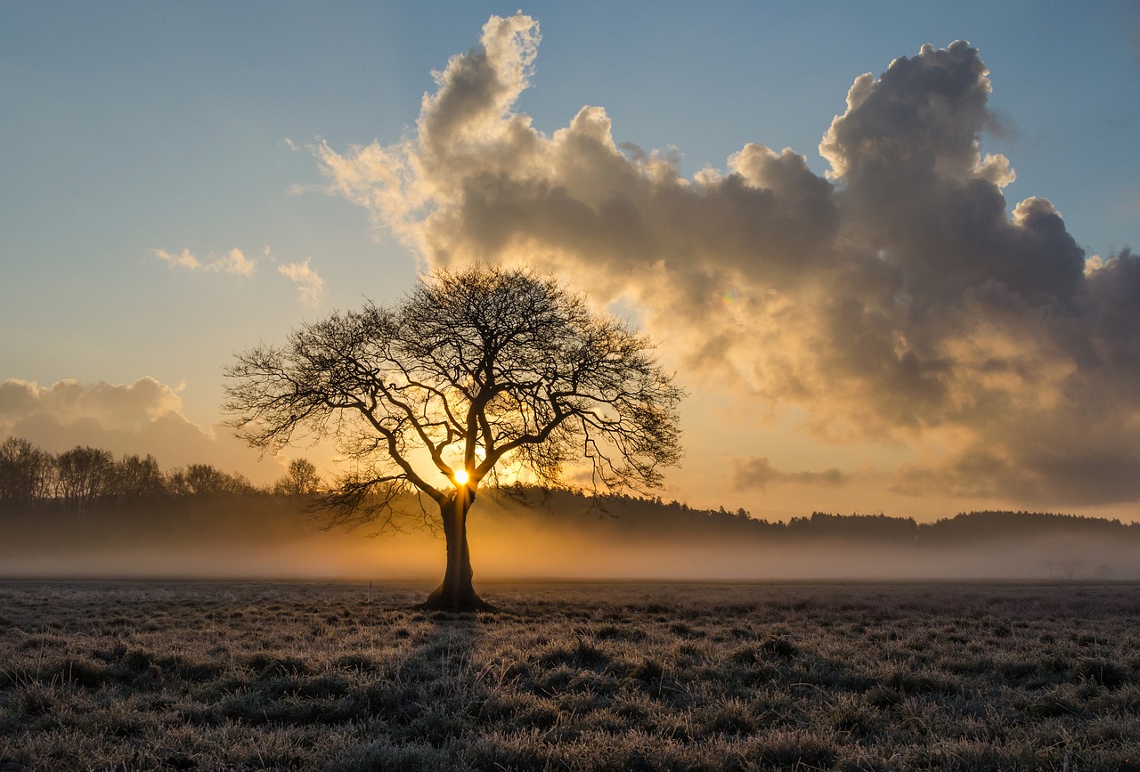 World's Loneliest Tree Records Fallout from Humanity