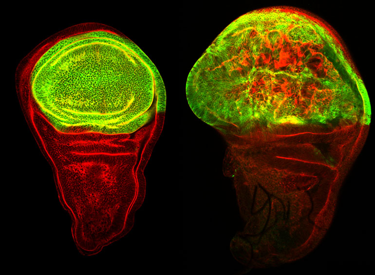 The overexpression of the gene Serpent in the Drosophila wing causes permanent overgrowth and it is sufficient to promote tumour development. Image: Kyra Campbell, IRB Barcelona