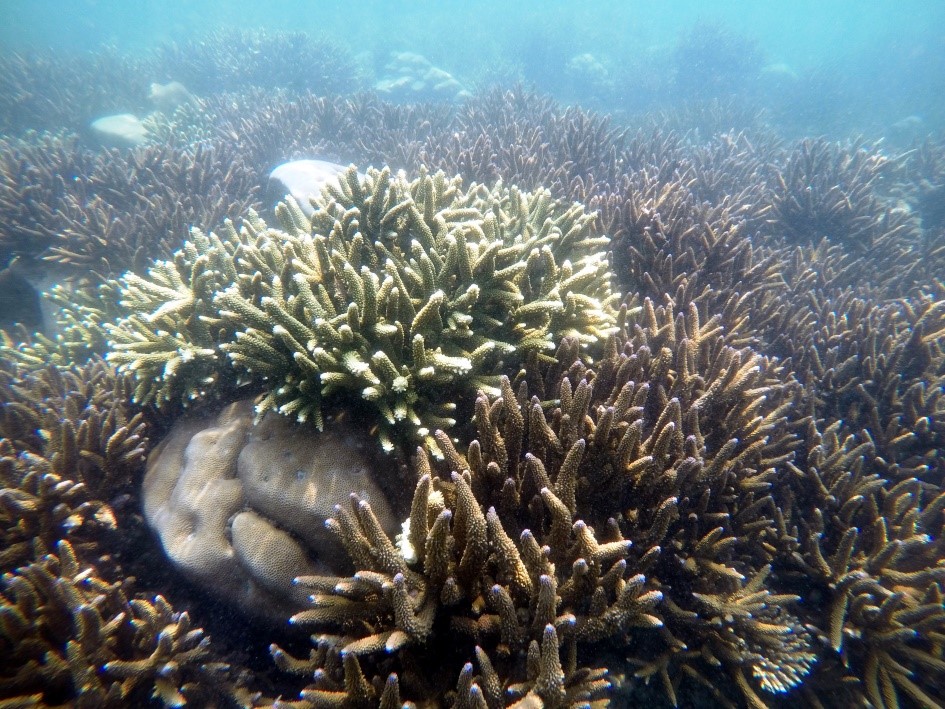 Coral reefs in Gulf of Mannar