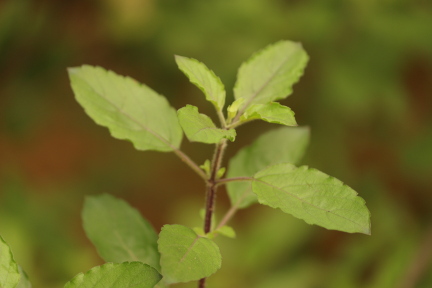 Indian Medicinal Plants, Phytochemistry, And Therapeutics (IMPPAT)