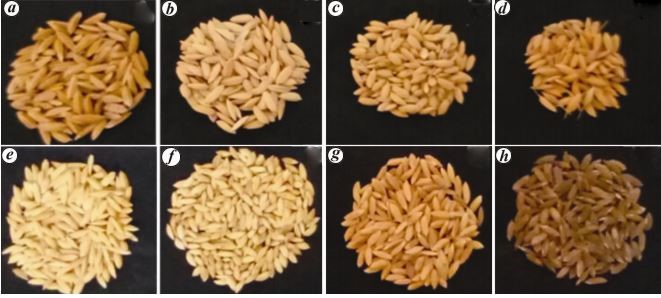 Rice varieties Jyothi, Jaya, Uma, Pokkali in first row and Jeerakasala, Gandhakasala, Golden Njavara, Black Njavara in second row.