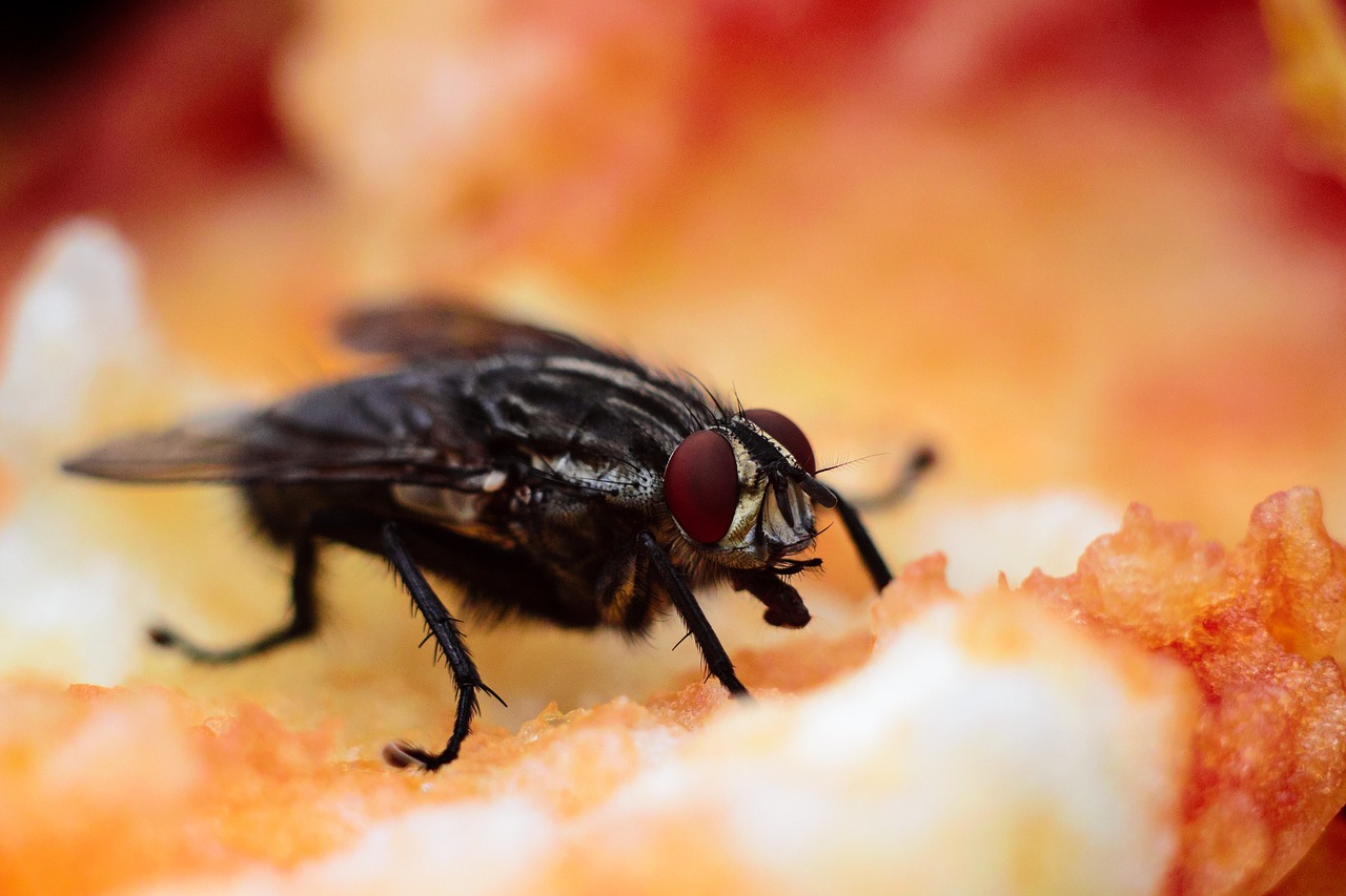 Scientists are looking into Fruit Flies to Understand the Biology of Taste