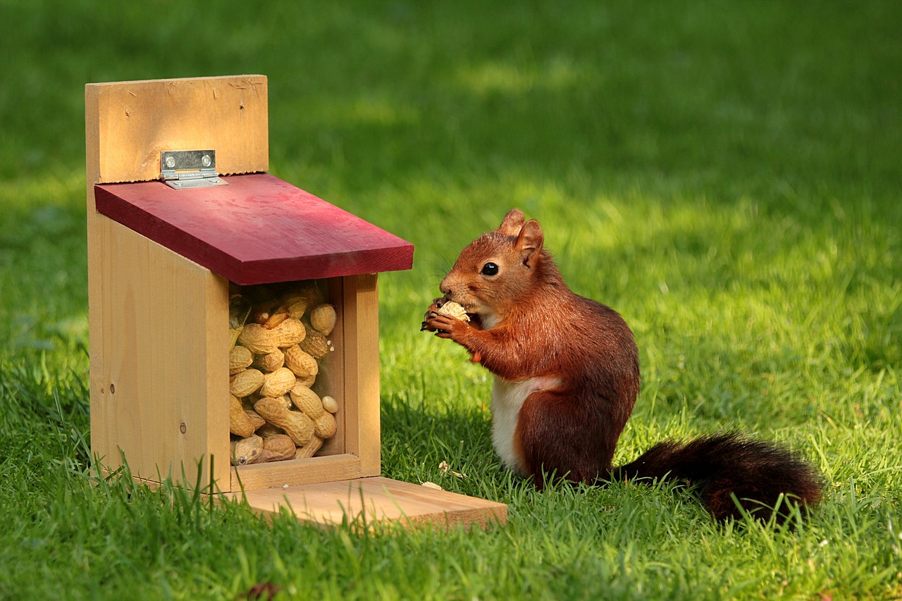 Squirrels Are Using Plastic to Build Their Nests