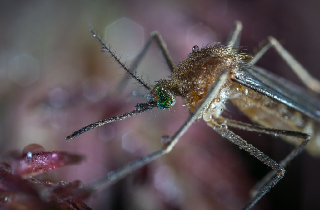 Research Exposes New Health Risks of Genetically Modified Mosquitoes & Salmon