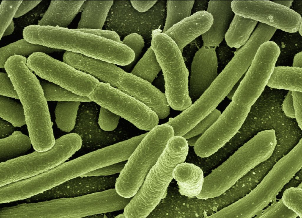 Big bacteria may be easier to kill, new research suggests