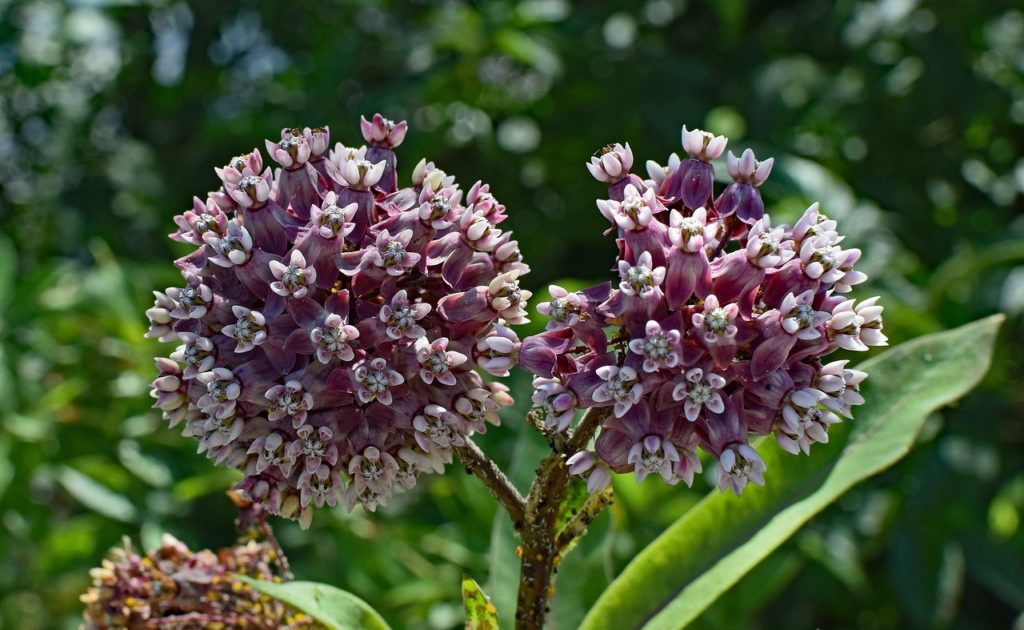 Giant milkweed genome grows drug potential