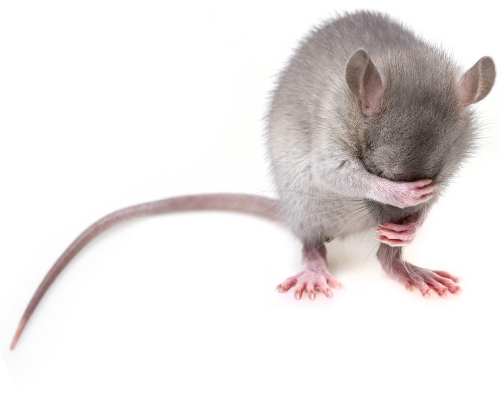 Stem cell treatment drastically reduces drinking in alcoholic rats