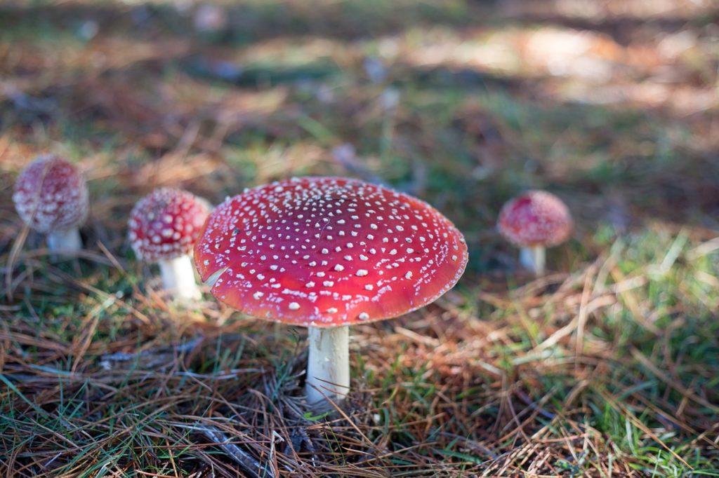 Scientists have found the genes that make magic mushrooms magic