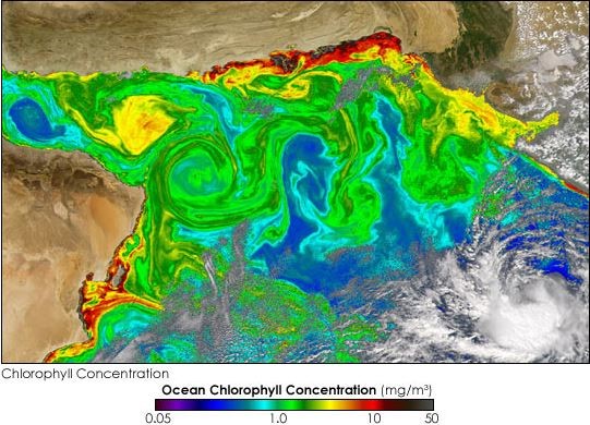 How Microscopic Marine Algae Impact Global Climate and Indian Monsoon