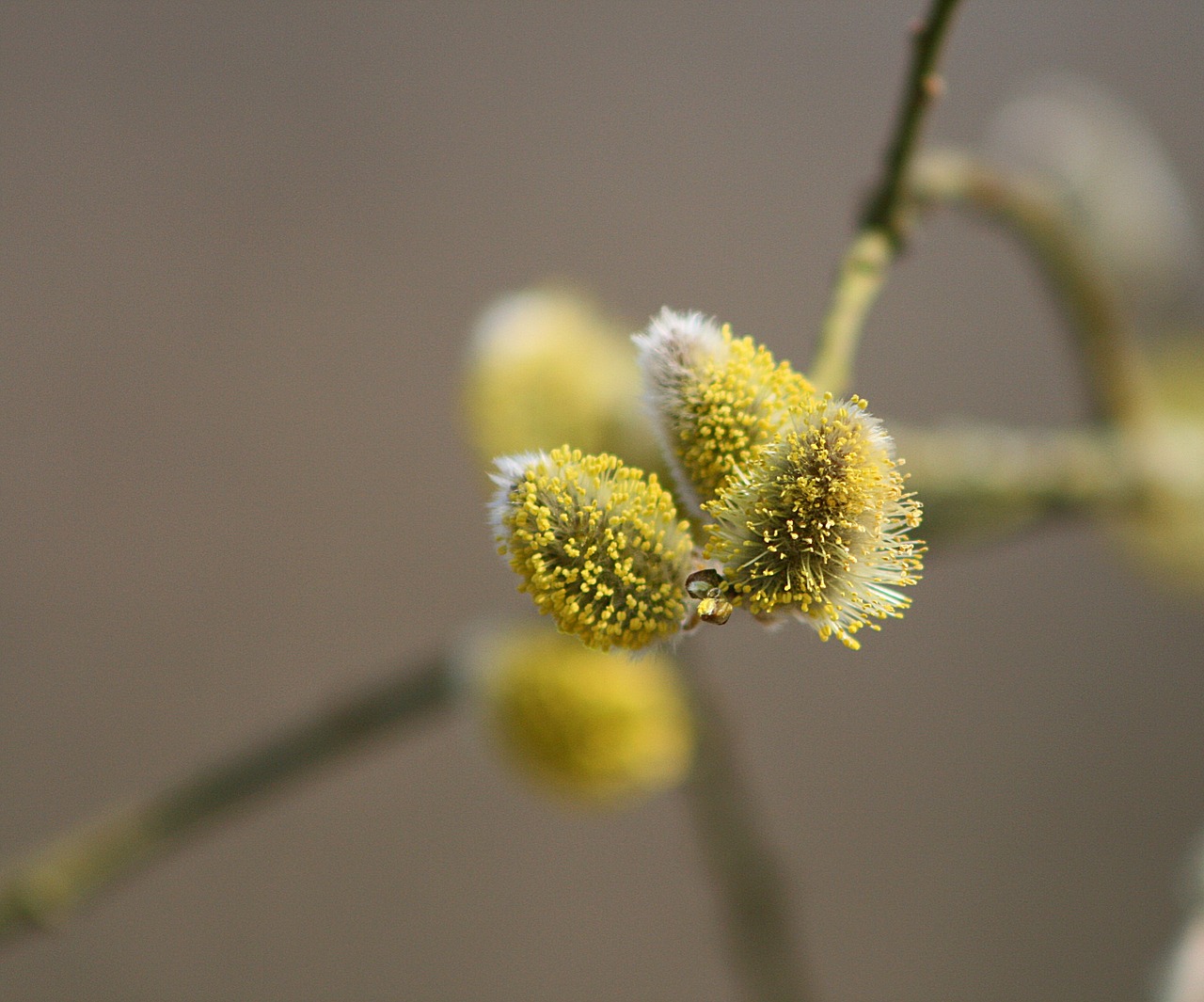 Indian Capital to Start Monitoring Pollen Pollution