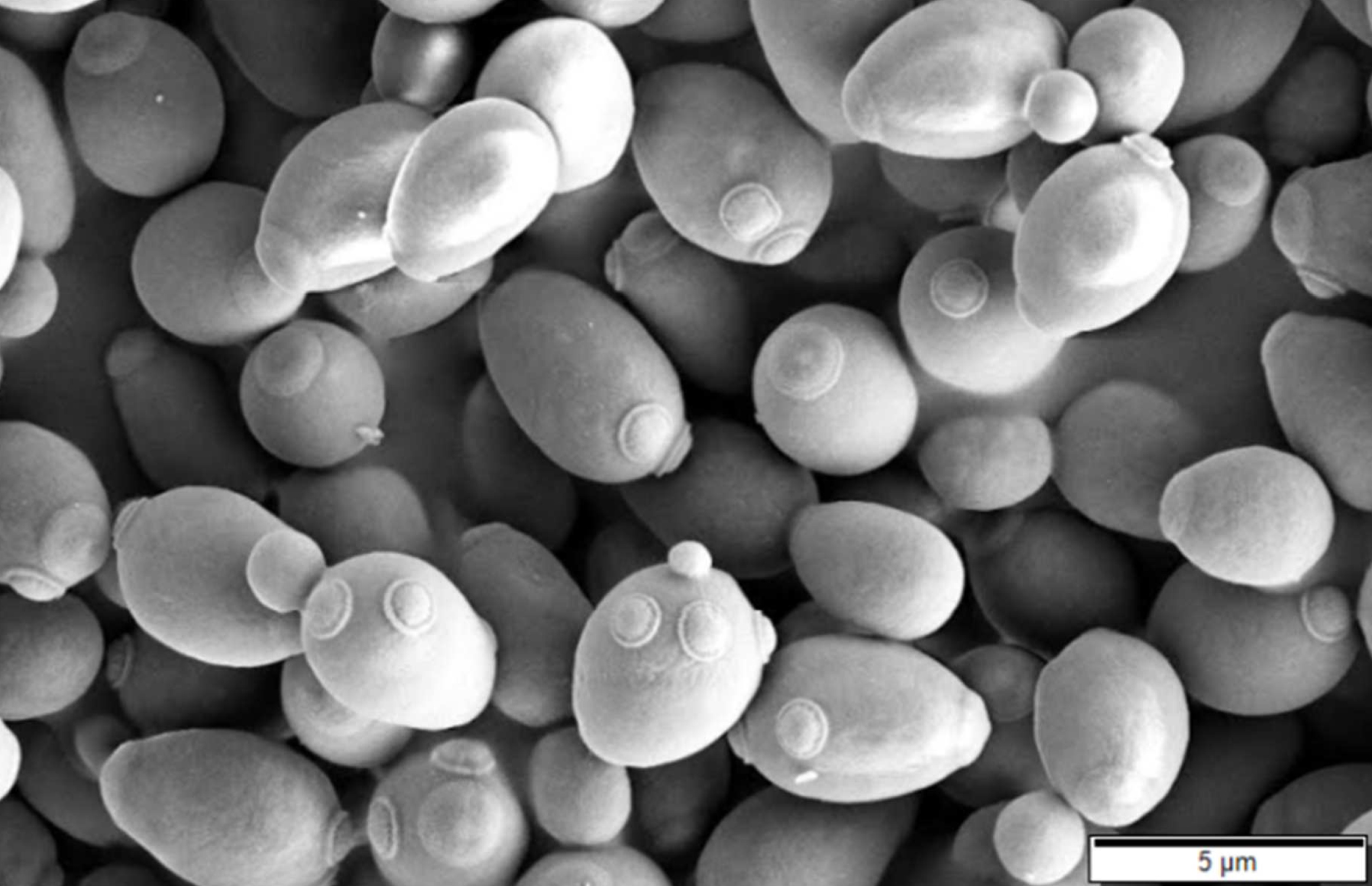 Probiotic Yeast Strain Identified for Boosting Mineral Bioavailability