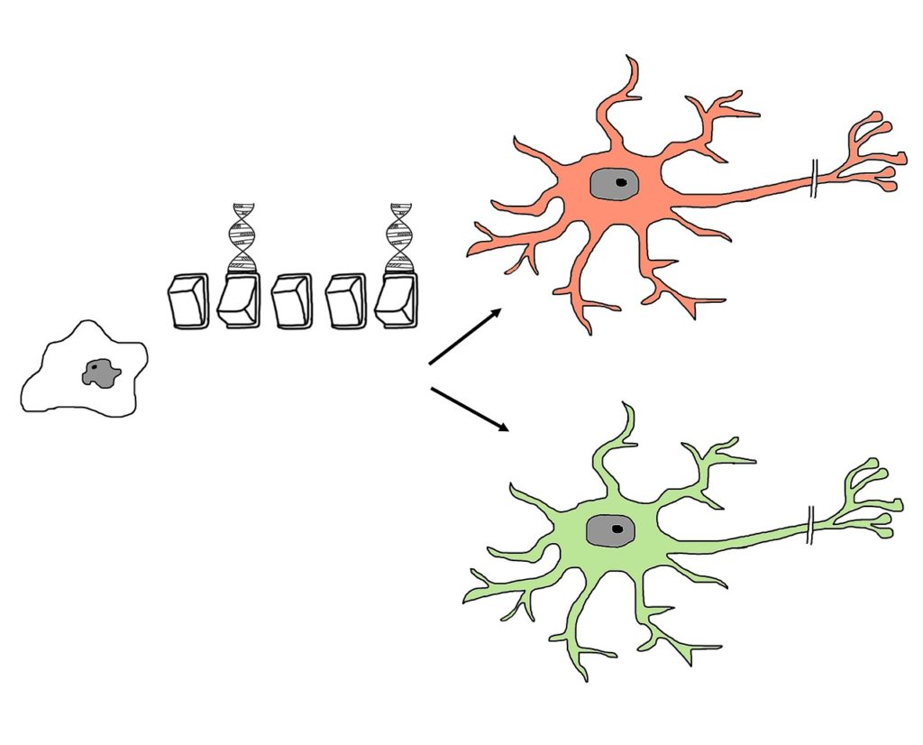 Scientists Have Discovered a New Stem Cell That Could Heal Brain Damage