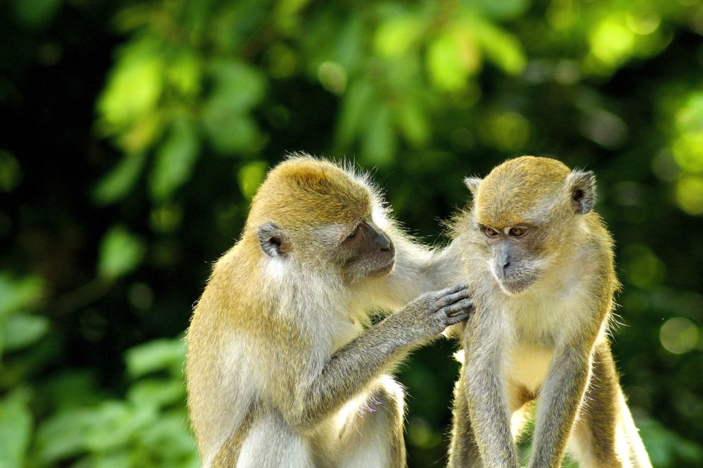 These monkeys surprised scientists by sharing even more when no one was looking