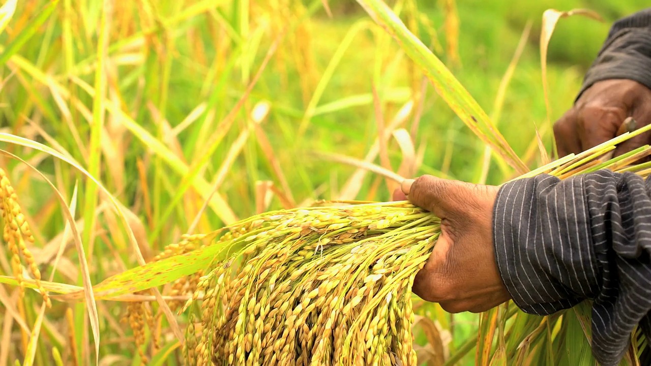 Tinkering With Root Hair May Help Boost Crop Yields