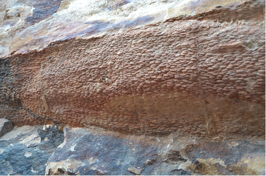 Trace fossils in section at Barmer, western Rajasthan