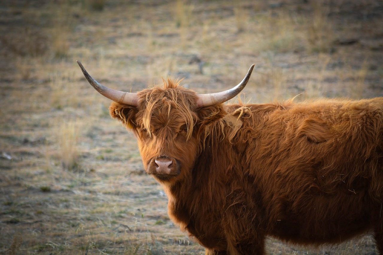 Yak in Indian Himalayas Facing Threat of Climate Change