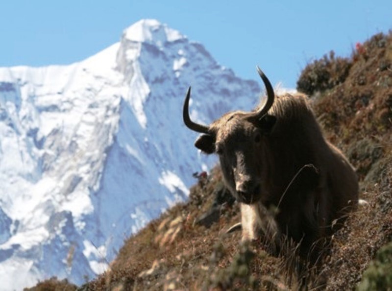 Yak in Indian Himalayas Facing Threat of Climate Change
