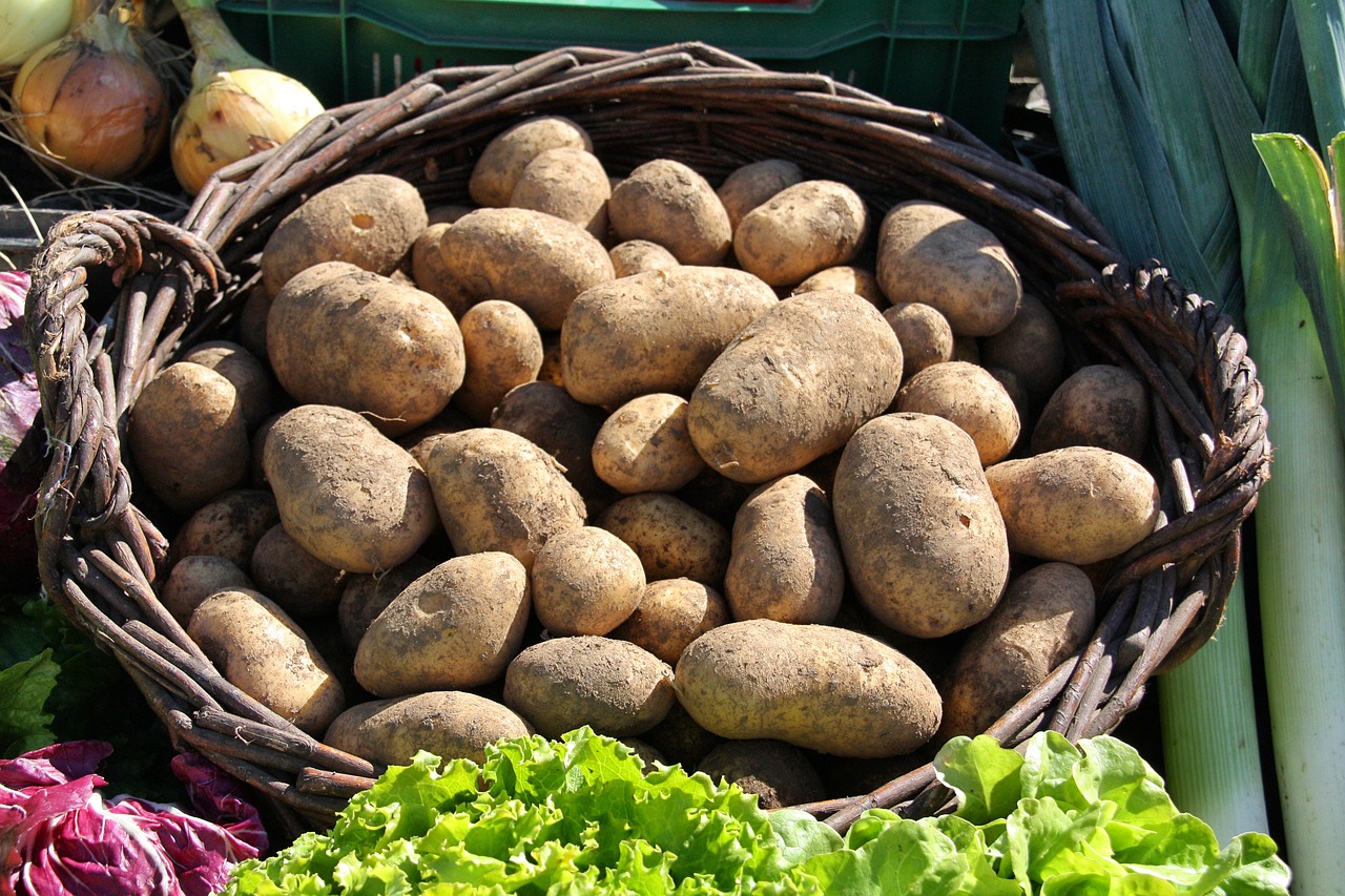 Europe-Origin Pathogen Poses Big Threat to Potato Crop in India