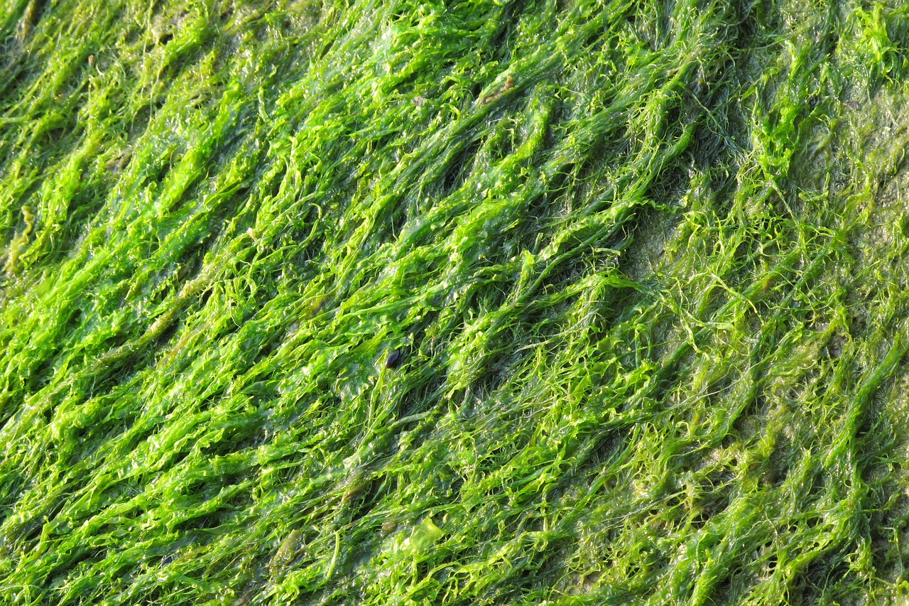 Seaweed Nanoparticles Can Clean Toxic Water