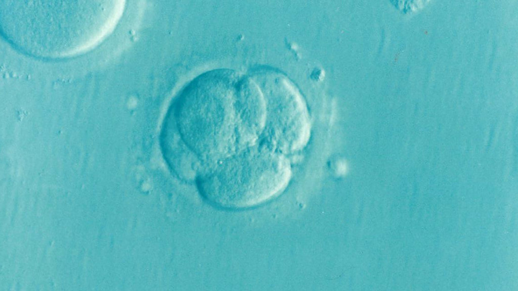 Embryo-like structure synthesized in a lab could help decipher infertility