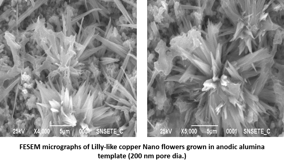 FESEM micrographs of Lilly-like copper Nano flowers grown in anodic alumina template (200 nm pore dia.)