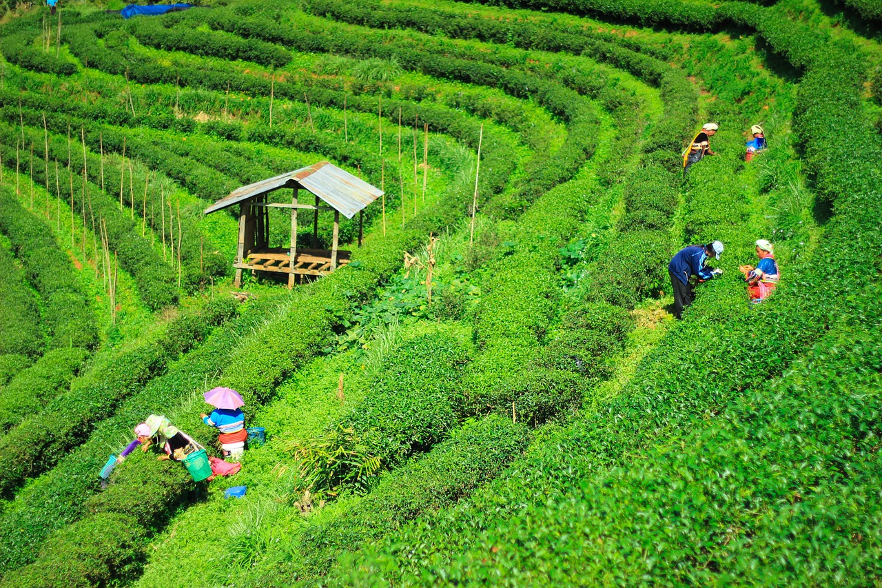 Indian Darjeeling Tea Faces Climate Risk