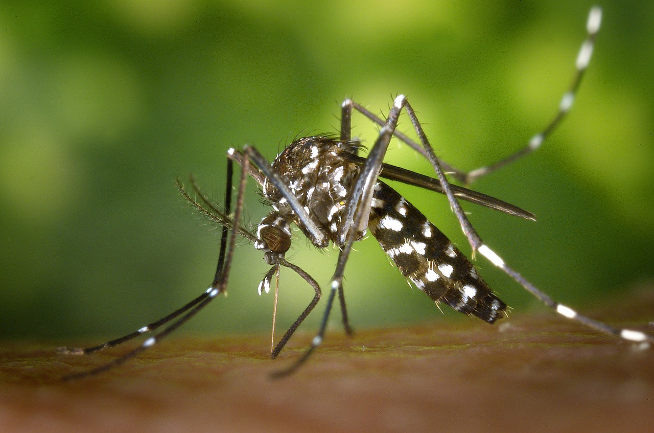 Researchers Have Designed New Technology to Detect Chikungunya Virus