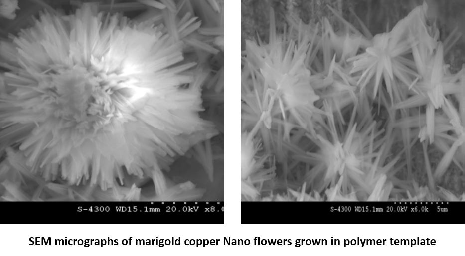SEM micrographs of marigold copper Nano flowers grown in polymer template
