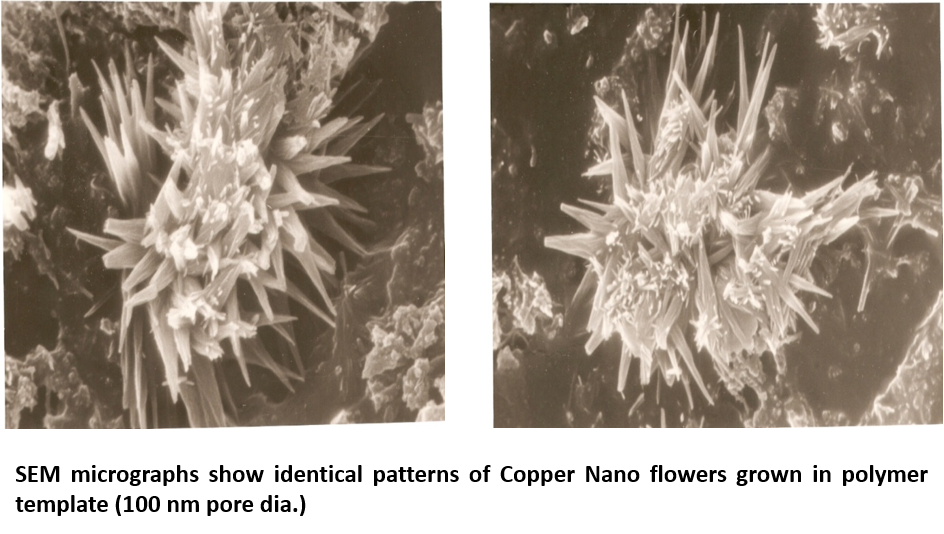 SEM micrographs show identical patterns of Copper Nano flowers grown in polymer template (100 nm pore dia.)