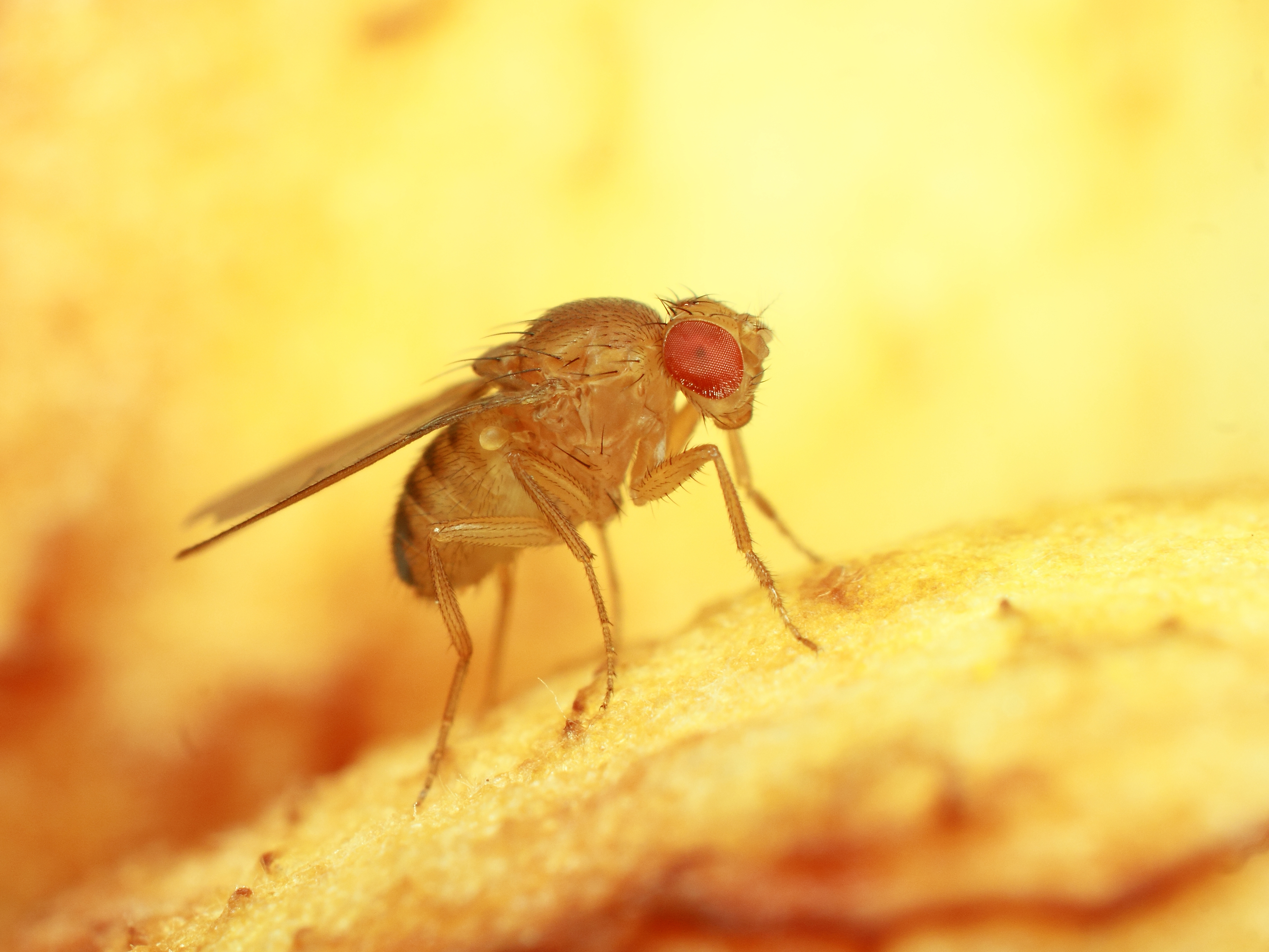 Scientists Gain New Insight into Neurodegenerative Diseases Using Fruit Flies