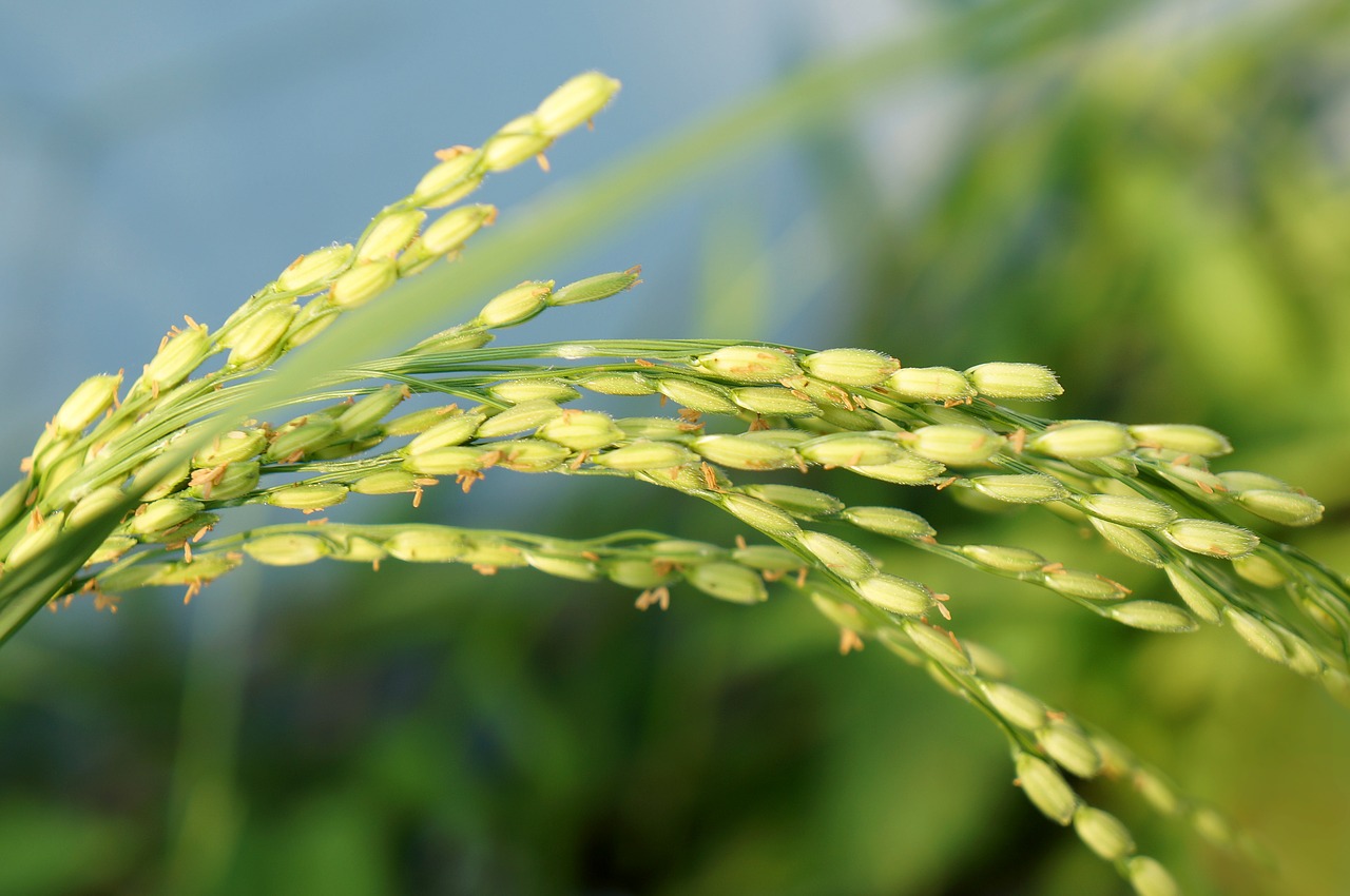 Soaking Seeds in Selenium Reduces Arsenic Content in Rice