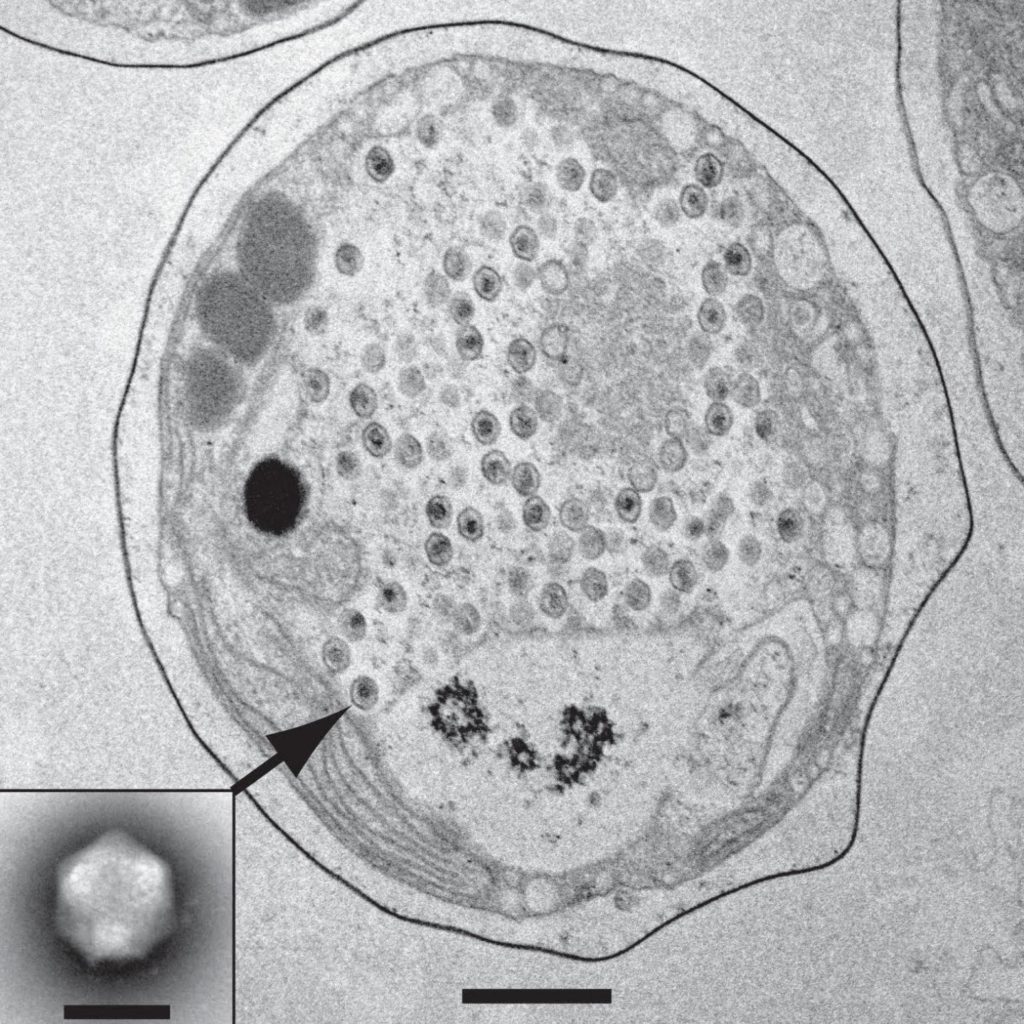 The virus TetV is able to replicate inside the algal cell (right panel, scale bar=1 μm), ultimately killing the cell and releasing free virus particles (inset, scale bar 0.2 μm).