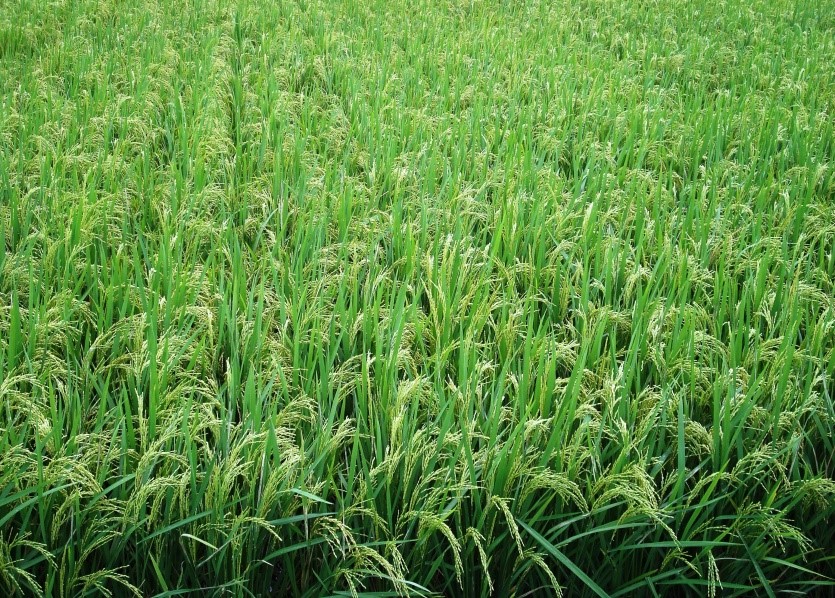 Popular Rice Variety Gets Extra Gene Power to Fight Bacterial Attacks