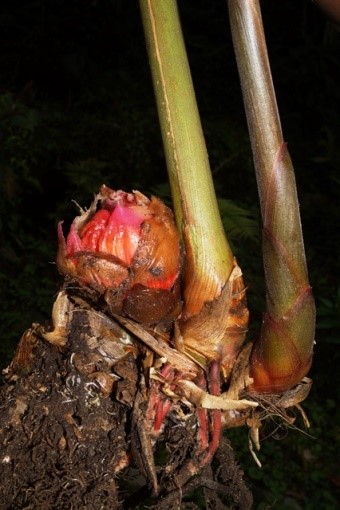 Amomum riwatchii (right) species of ginger. 1