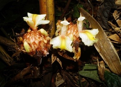 Amomum riwatchii species of ginger. Photo - Mamiyil Sabu