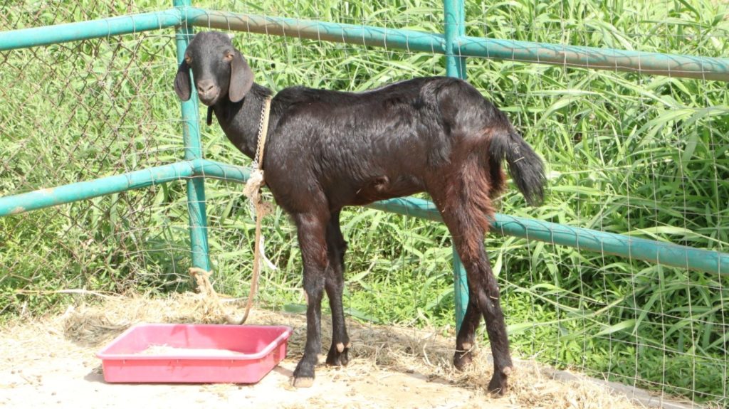 Osmanabadi Breed