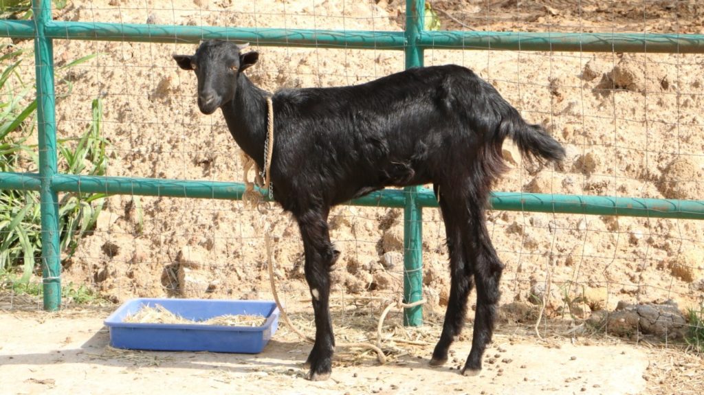 Salem Black Breed