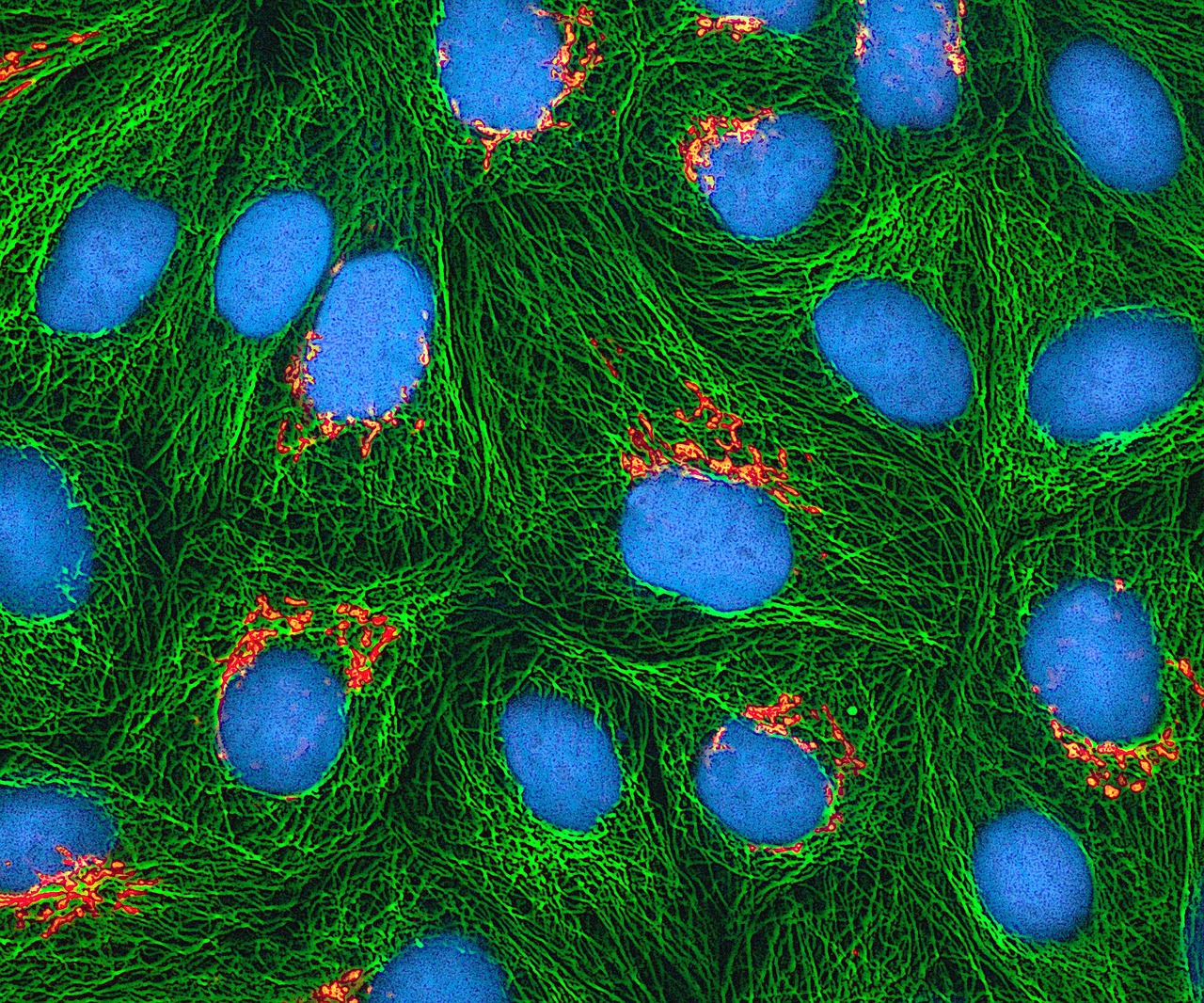 Making Cellular Probes More Effective