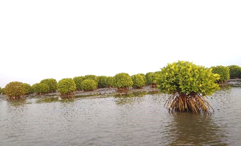 Mangrove forest located in the coastal regions of Kerala