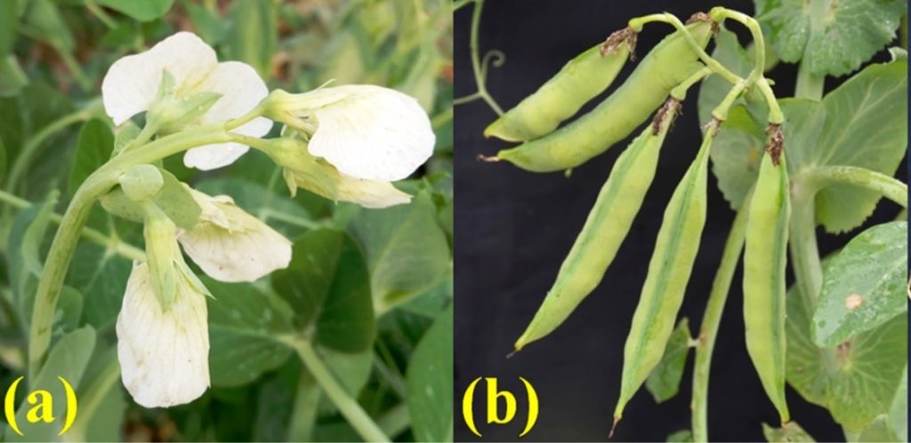 Newly synthesized variety of pea VRPM 901- 5 has five flowers and consequently five pods per stalk rather than two