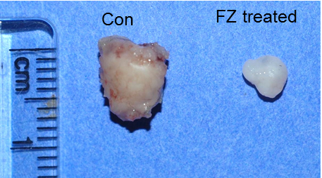 Reduced tumour size in mice fed with fenbendazole for 12 days