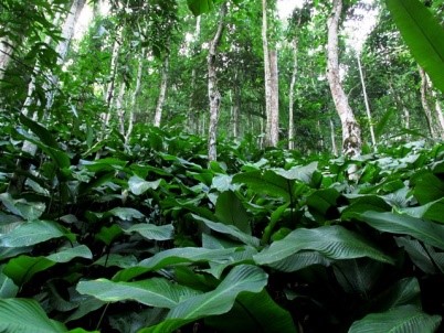 betel leaf cultivation (agro-forests)