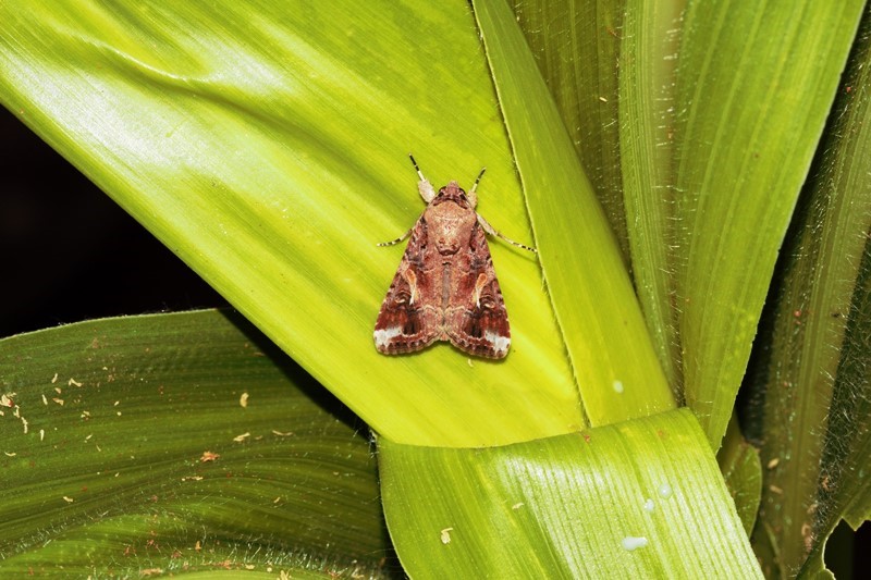 New Migrant Pest Threatens Major Crops