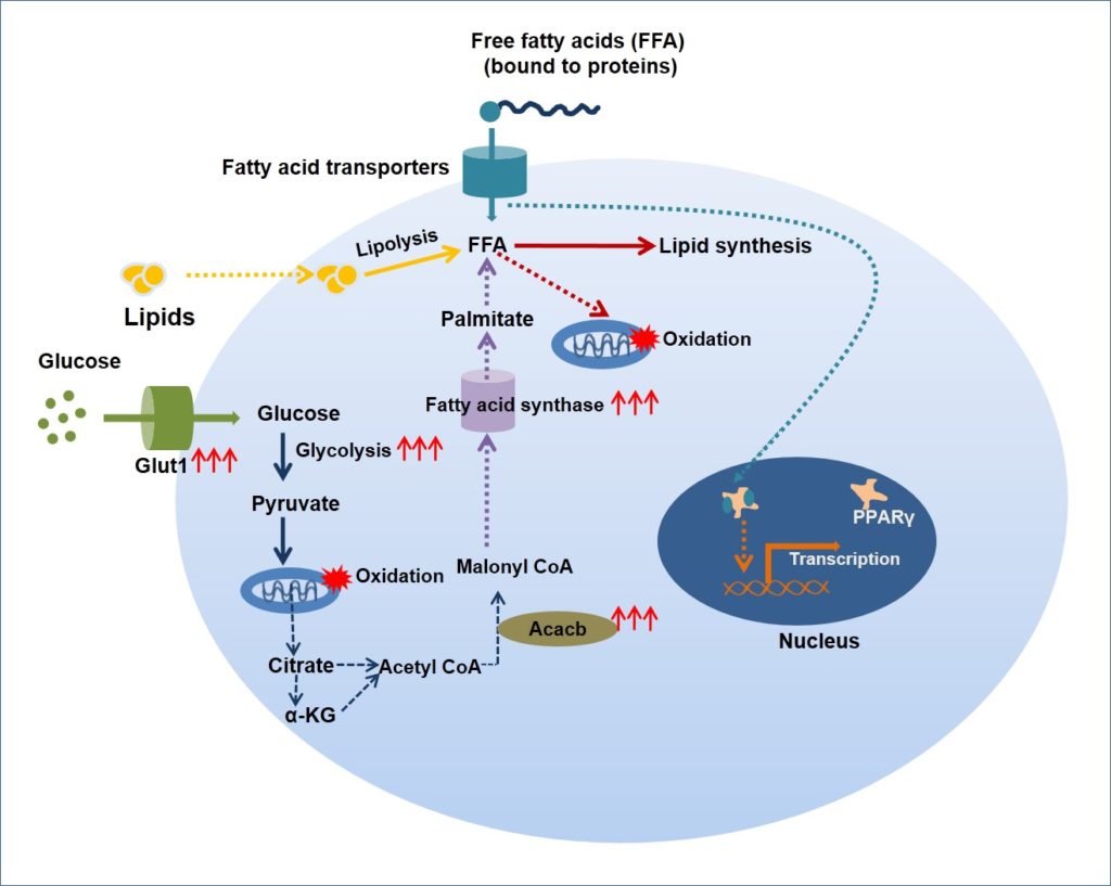 Cancer Cells Manipulate Immune System for Their Survival 1